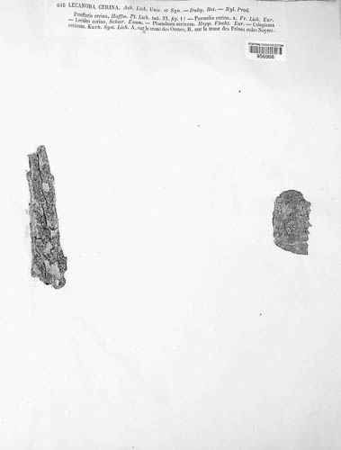 Caloplaca cerina image